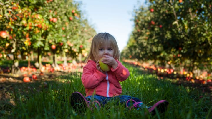 Little girl eating an apple in an orchard