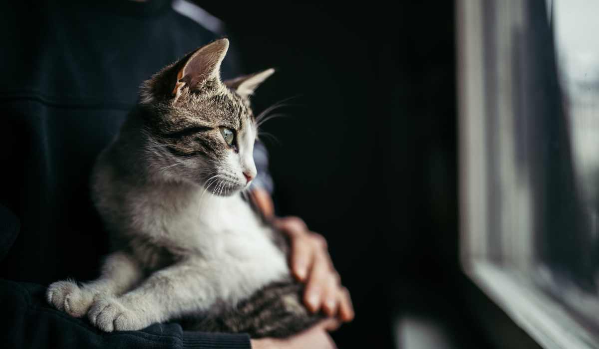 Resident holding their cat in their home at Artisan Living Mills River in Mills River, North Carolina