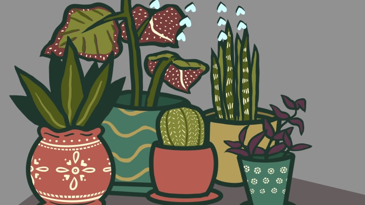 Indoor plants being watered as a cartoon image