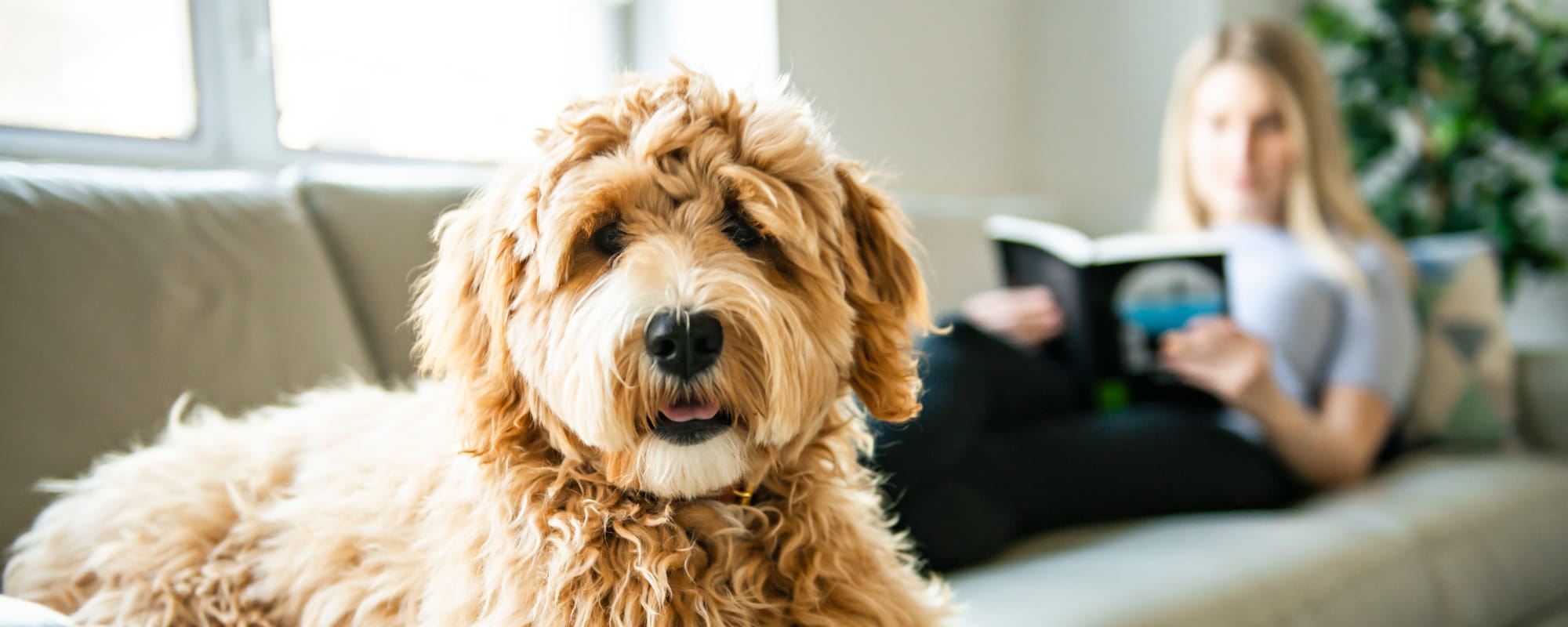 Pet policy at The Mills at Lehigh in Bethlehem, Pennsylvania