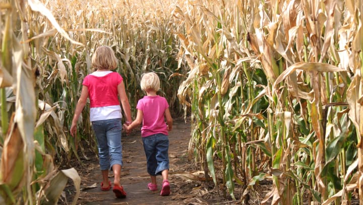 Two little girls walking through a corn maze holding hands near Olympus 7th Street Station