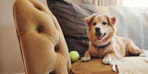 Happy dog at Mountain Breeze Villas in San Bernardino, California