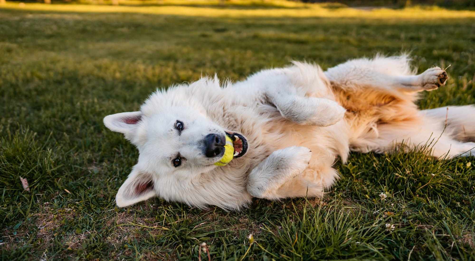 Pet Friendly | Kensington Crossings in Houston, Texas