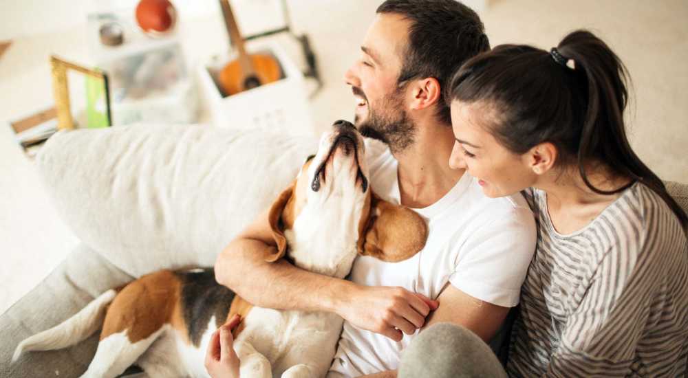 Pet friendly at Woodland Village Apartments in Breckenridge, Texas