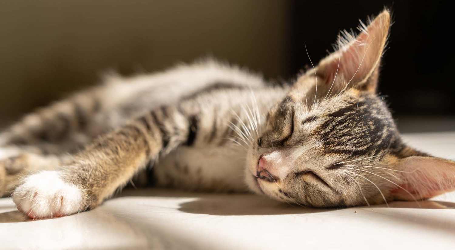 Cat resting on the floor at Arrowhead Park Apartments in Lakewood, Washington