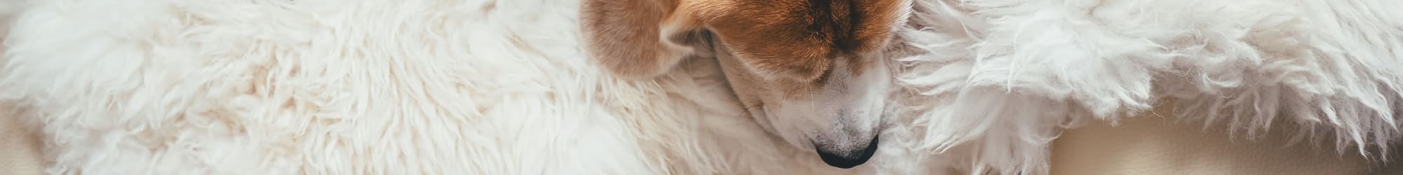 Pet-Friendly apartments at Glenmore Gardens