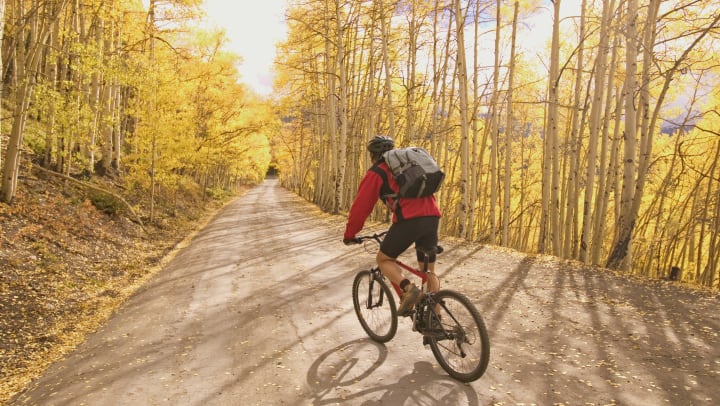 Man riding a bicycle down a road that is lined with yellow-leaved aspen trees 