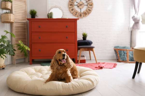 Pet Friendly at Piccadilly Apartments