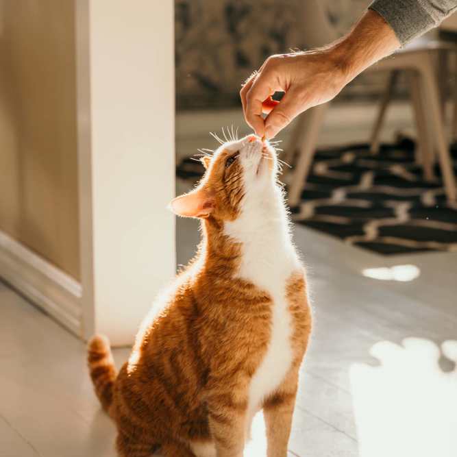 Resident showing affection to a cat while sitting on a floor atHamlet Quail Crossing in Wake Forest, North Carolina