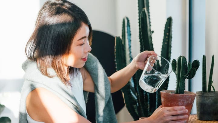 Smiling woman watering a small cactus plant indoors