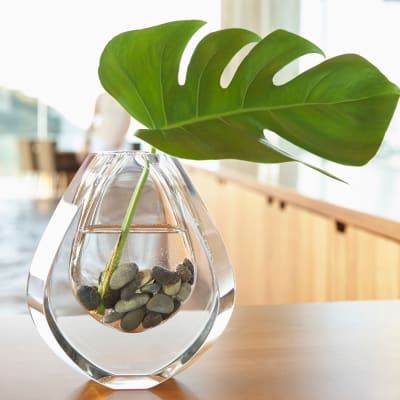 Plant in a small decorative vase at Sofi Shadowridge in Vista, California