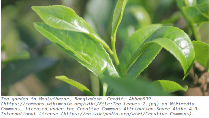 Tea garden in Moulvibazar, Bangladesh. Credit: Ahbab999 (https://commons.wikimedia.org/wiki/File:Tea_leaves_2.jpg) on Wikimedia Commons, licensed under the Creative Commons Attribution-Share Alike 4.0 International license (https://en.wikipedia.org/wiki/Creative_Commons).