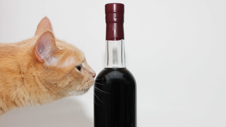 Orange cat sniffs a sealed bottle of dark red wine