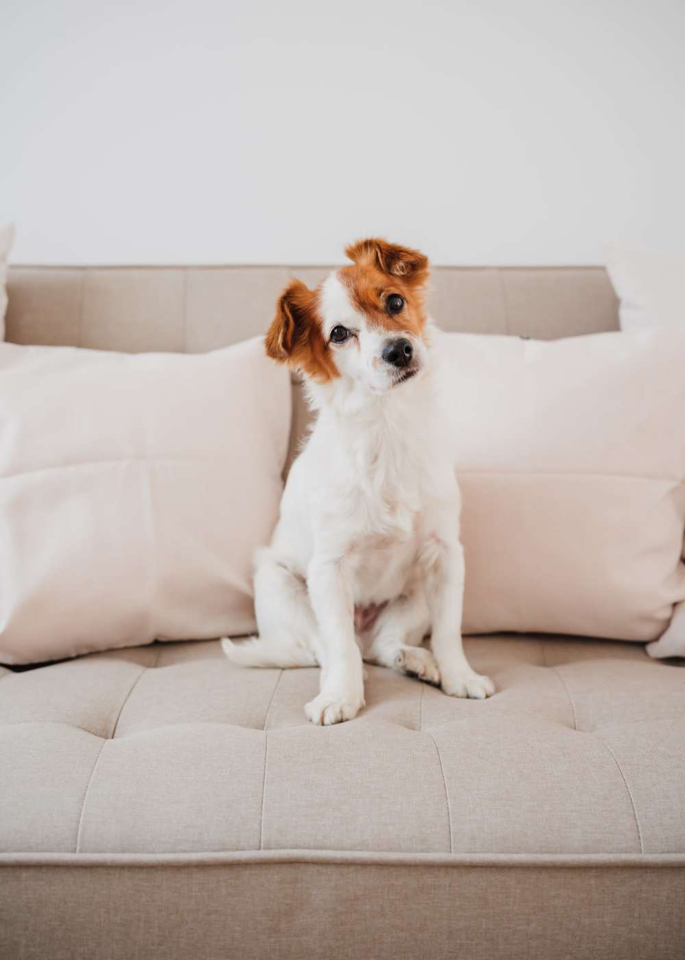 Residents dog near near Oak & Iron in Walnut Creek, California