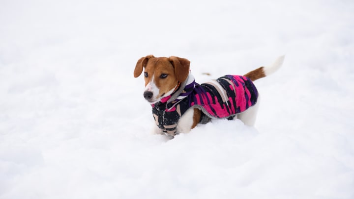 A dog dressed in a warm jacket while standing in the snow.
