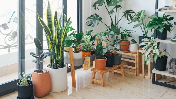 a room filled with plants | ways to display apartment plants