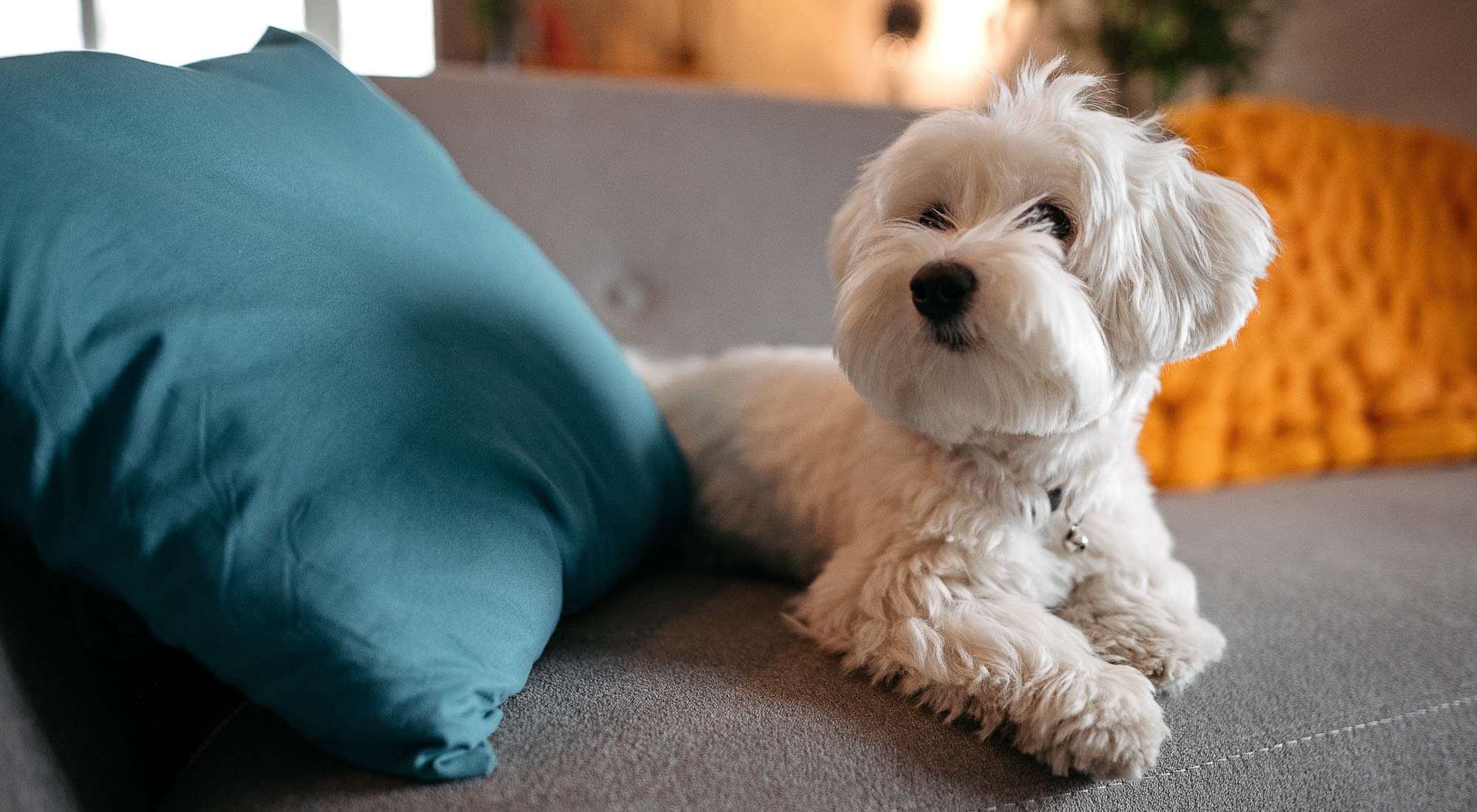 Pet Friendly | Environs Lofts at East 54 in Chapel Hill, North Carolina