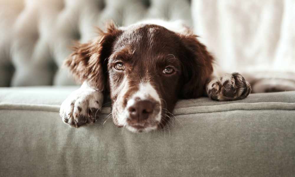 Happy pup relaxing in their home at The Lowe in Savannah, Georgia