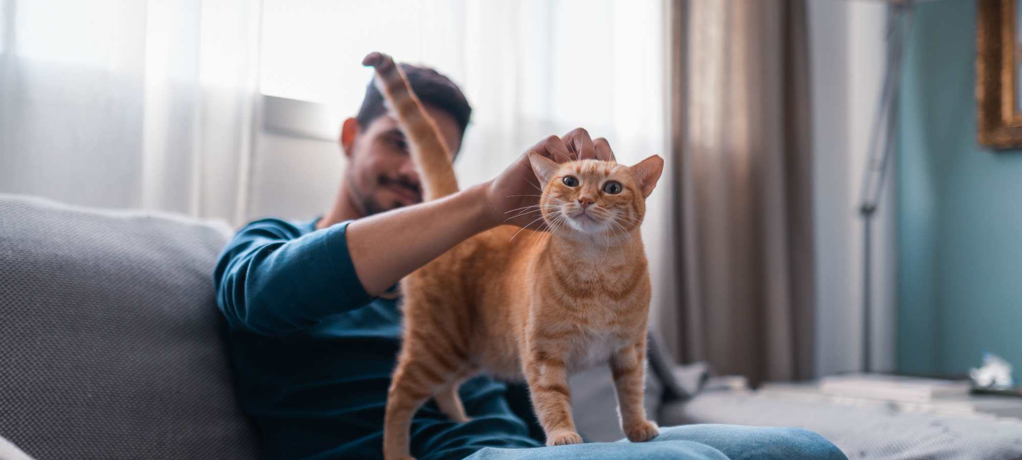 Pet Friendly Apartments in Brighton MA Camelot Court