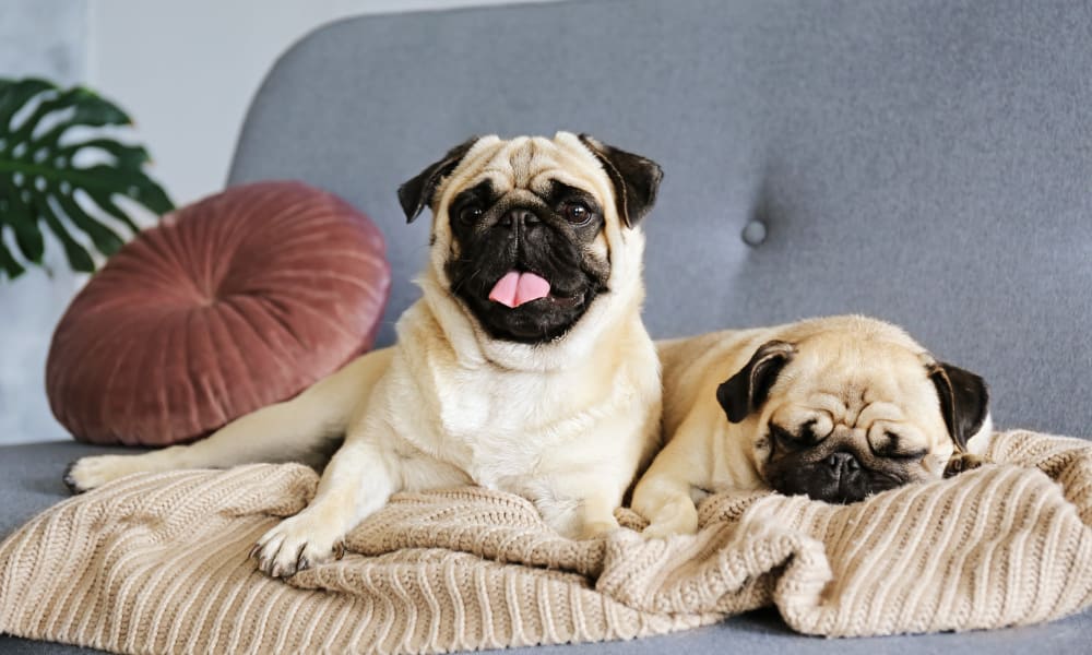 Happy Pugs relaxing on the couch in their apartment at Oaks Estates of Coppell in Coppell, Texas