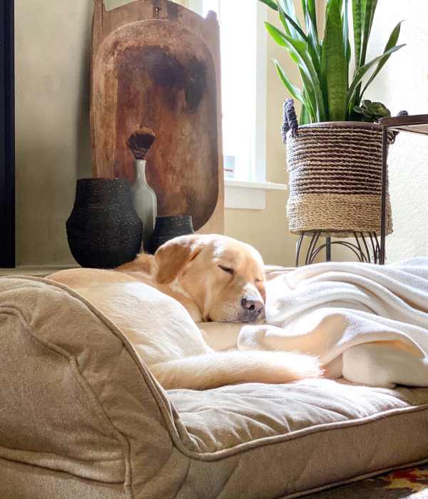 Resident dog at Hillside Garden in San Mateo in San Mateo, California