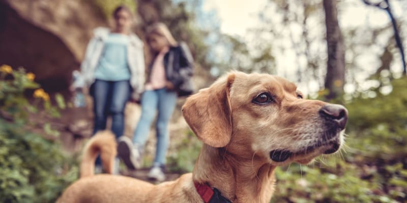 Dog park Forster Hills in Oceanside, California