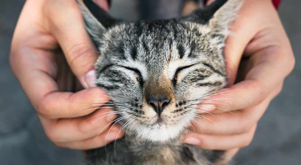 Cute cat at Pike West Commerce in Dallas, Texas