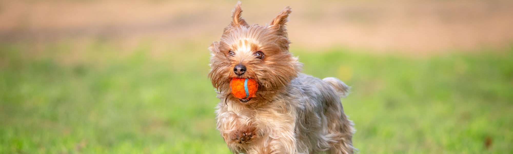 Pet Friendly at South City Apartments in Summerville, South Carolina