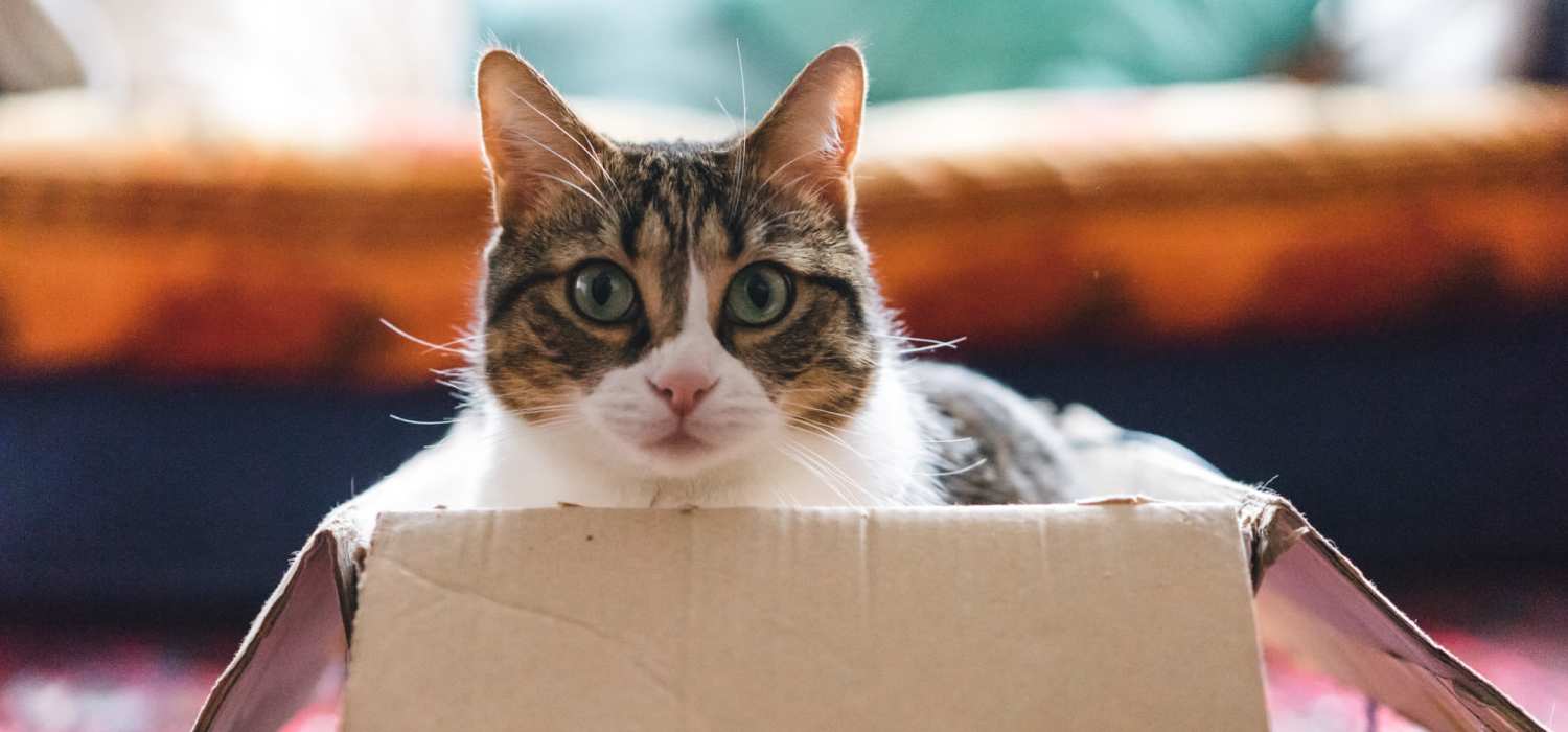 Cat in a box in a home at Rich Park Apartments in Raleigh, North Carolina