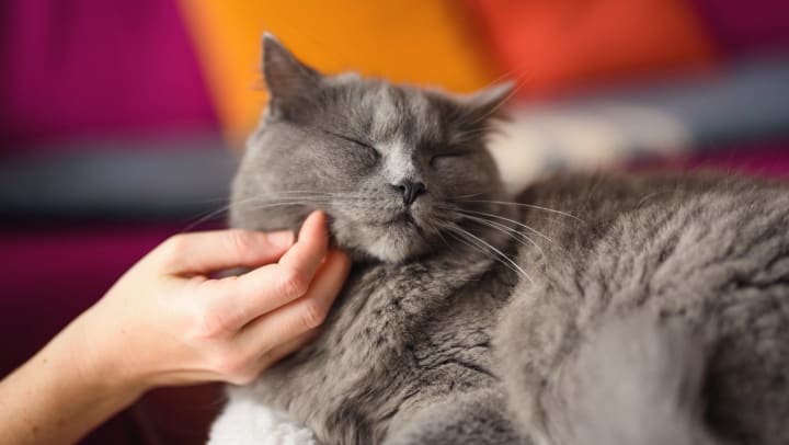 Fhasso cat bed discount