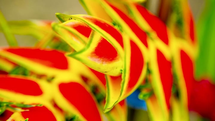 Close up of tropical heliconia flowers in bright red and yellow.