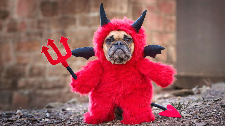 A French bulldog dog in a red devil costume.