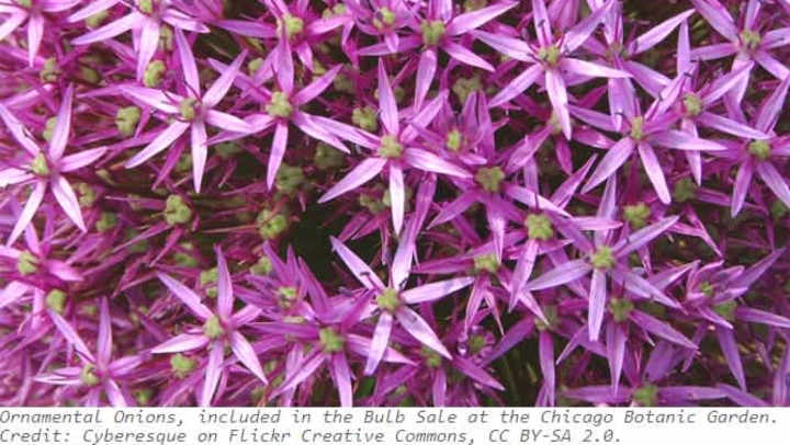 Ornamental Onions, included in the Bulb Sale at the Chicago Botanic Garden. Credit: Cyberesque on Flickr Creative Commons, CC BY-SA 2.0.