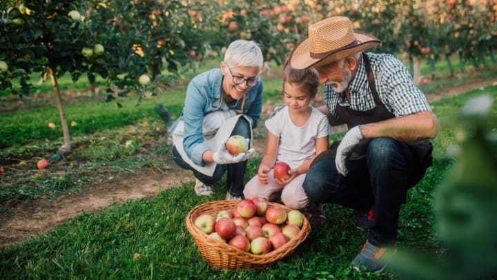 Two seniors picking apples with grandchild | fall activities seniors