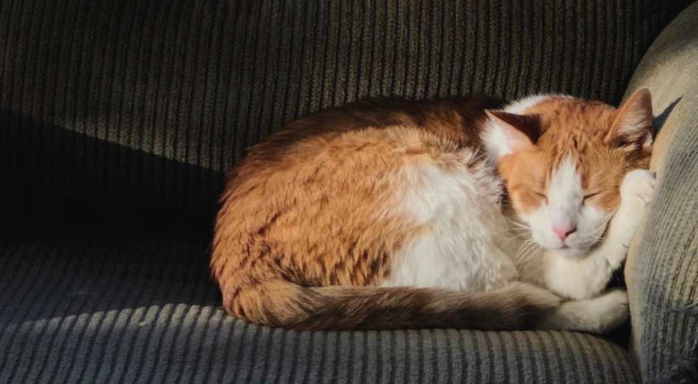 Pets at Domain Memorial in Houston, Texas   