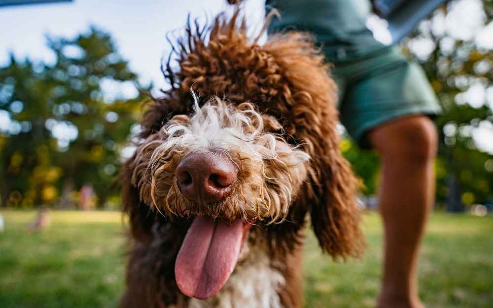 Dog in the park at Rochelle Plaza in Irving, Texas