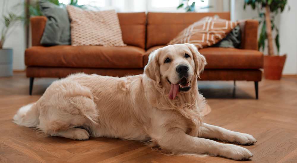 Pet-friendly apartments at Stadium West Apartments in Arlington, Texas