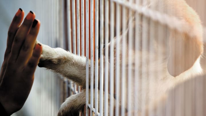 A human hand touching a puppy’s paw through the fence of an enclosure at an animal shelter.