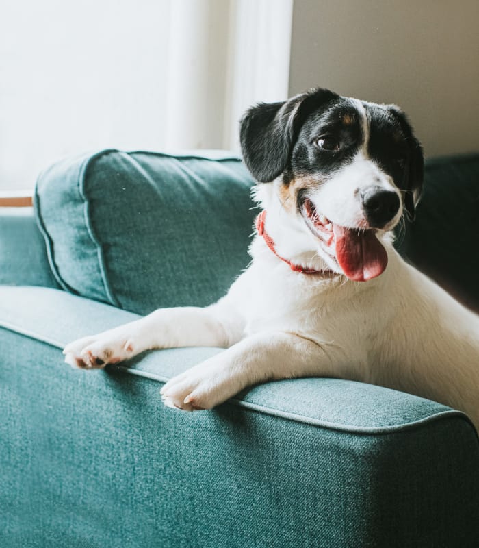 Dog sitting on the couch at Center 301 Apartments in Belton, Missouri