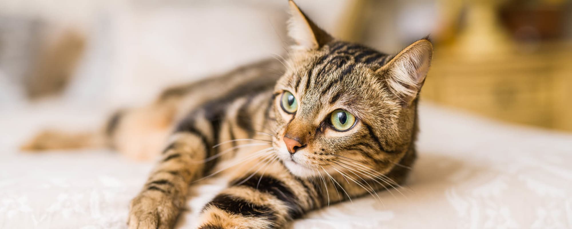 Pet-friendly apartments at Seville Uptown in Dallas, Texas