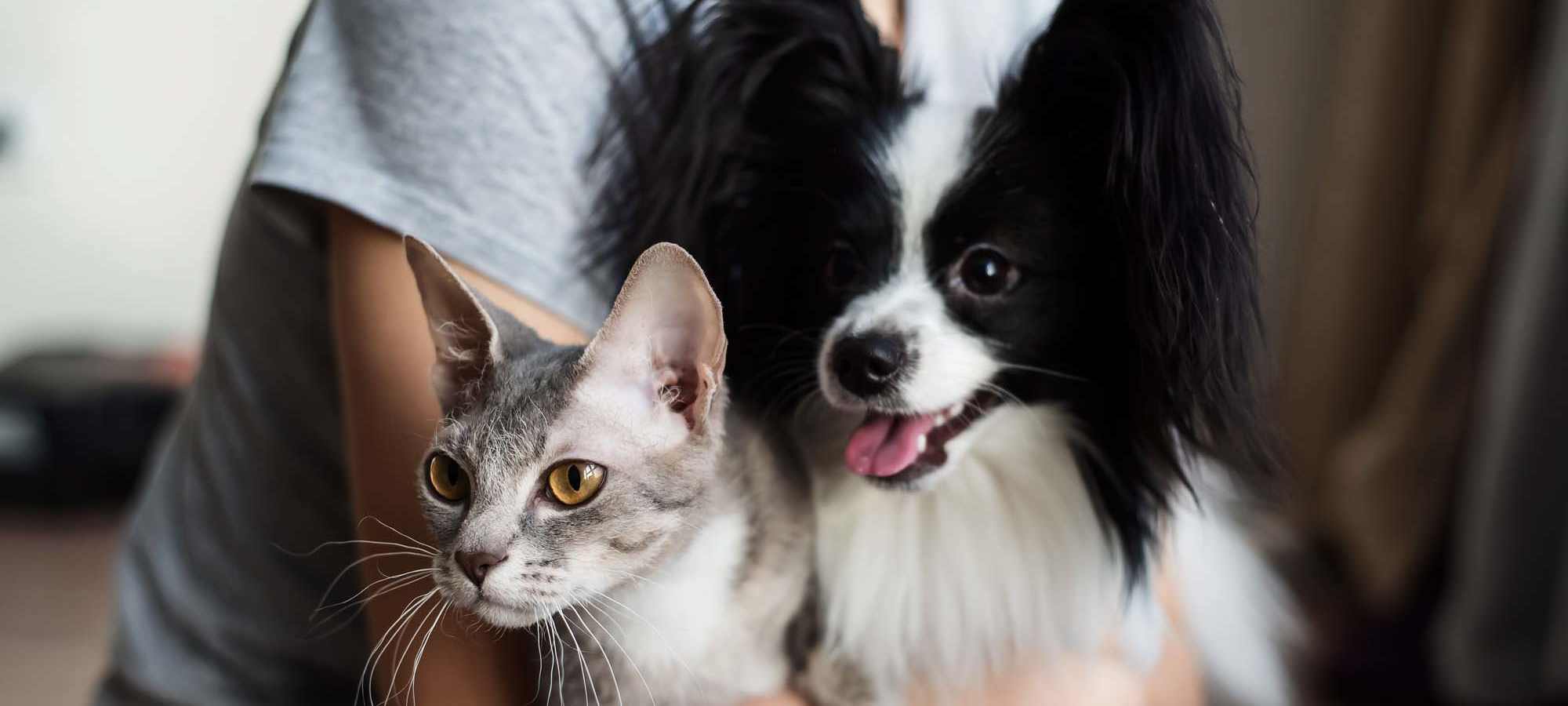 Pet Friendly at Bennington Apartments in Fairfield, California  