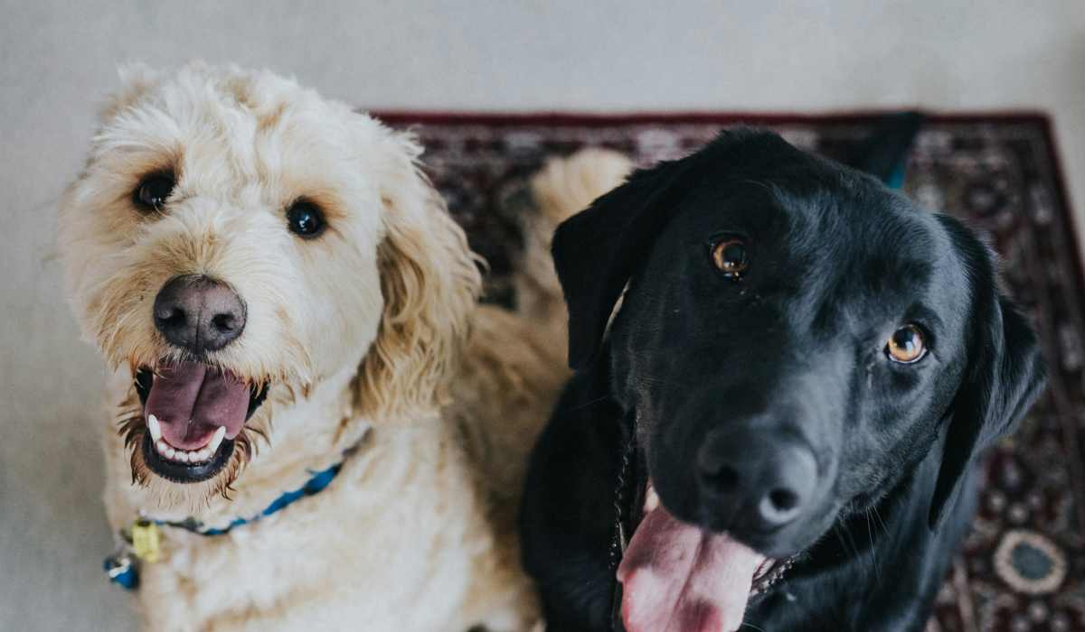 Happy pets at Steelhouse in Orlando, Florida