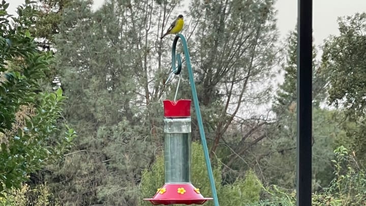 Bird on a bird feeder at Wild Birds Unlimited