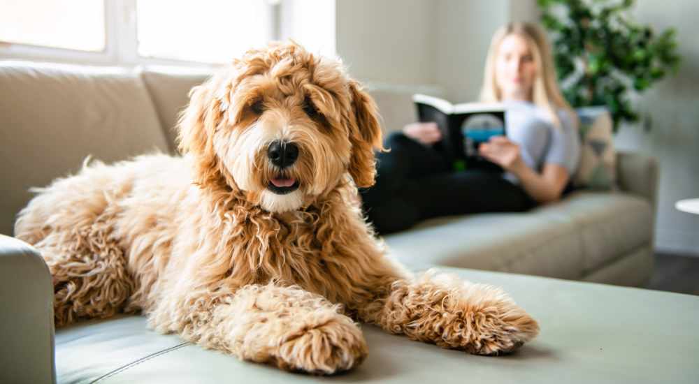 Happy dog sitting on a couch with resident at Warrick Trail Apartments in Newburgh, Indiana