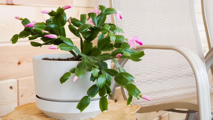 A Thanksgiving cactus blooming inside a white ceramic pot, sitting on top of a woven placemat next to a chair.