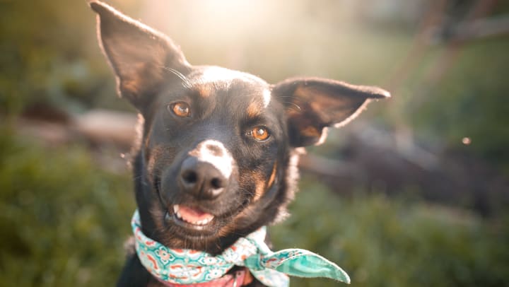 International hotsell mutt day