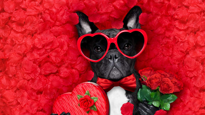 Small black bulldog wearing heart-shaped sunglasses and lying on a bed of rose petals, holding a bunch of roses and a heart-shaped chocolate box.
