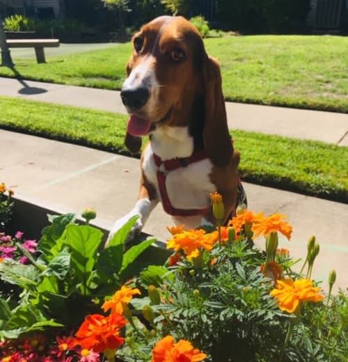 Matilda, The Basset Hound, at Blossom Vale Senior Living in Orangevale, California