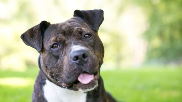 A gray dog laying in the grass with a tilted head and his tongue sticking out | animal rescues around Gilbert