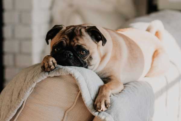 Pet Friendly